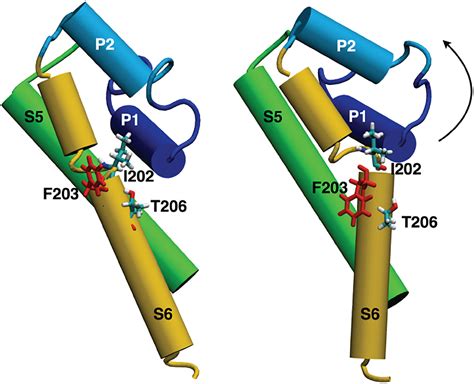 Understanding sodium channel function and modulation using 